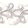 Bianco X Argento