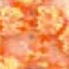 Zucca
