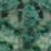 Verde Bosco