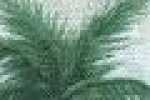 Palmtree-Bianco*Verde