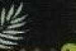 Ananas-Nero