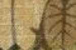Foglie-beige