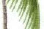 Palmtree-Bianco*Verde