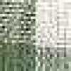 Foglia