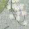 Menta