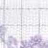 Lavanda