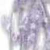 Lavanda