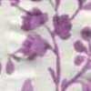 Viola Viola