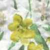 Bianco Sporco × Giallo