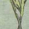 Menta