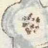 Bianco Sporco