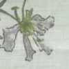 Menta