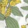 Bianco Sporco × Giallo