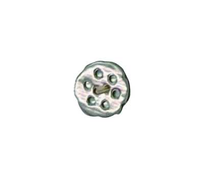 506 Bottone Takase Shell a 8 fori