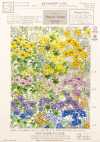 KCP808MW-D6-661 Lawn di cotone 80% con stampa Miracle Wave