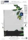 KDP1401-58-D-783 Design femminile a larghezza ampia