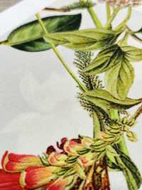 KDP7711-58-DD899 Stampa A Getto D'inchiostro In Grosgrain Chiaro Di Ampia Larghezza[Tessile / Tessuto] Uni Textile(Komon Studio) Foto secondaria