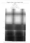 4SG040 Viyella Di Cotone Biologico Con Motivo Sfumato